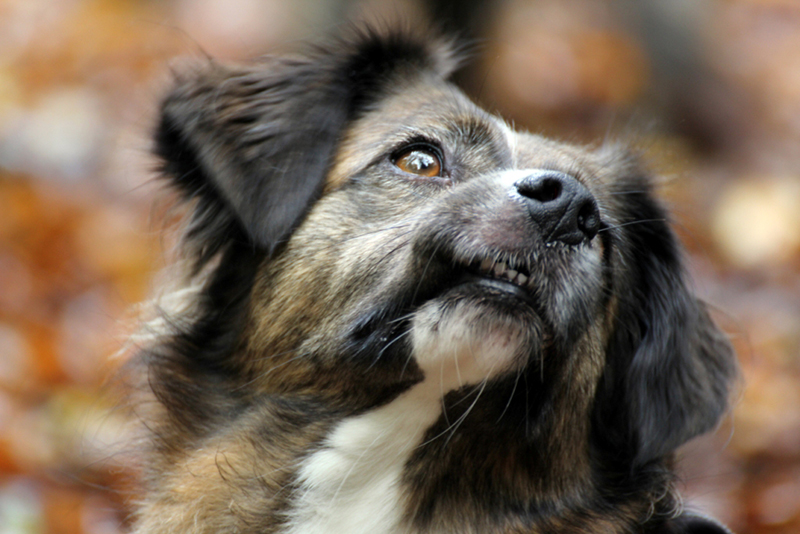 Die Nasenarbeit ist eine ganz natürliche Form der Beschäftigung für Hunde jeden Alters und erfordert ein hohes Maß an Konzentration.